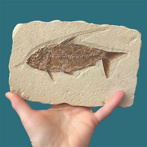 are fish fossils worth anything.